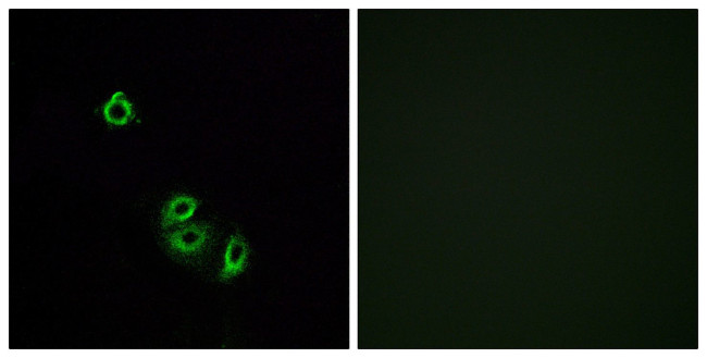 OR2L5 Antibody in Immunocytochemistry (ICC/IF)