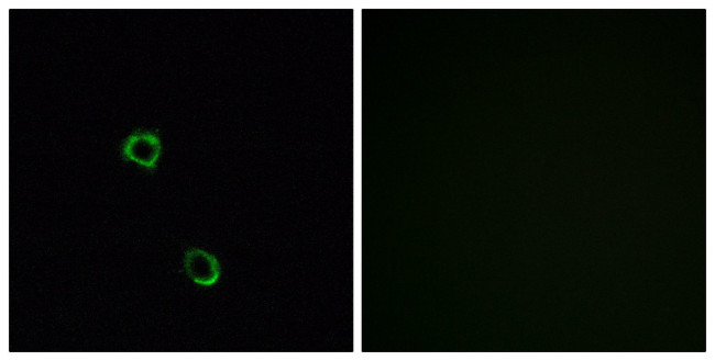 OR2M2 Antibody in Immunocytochemistry (ICC/IF)