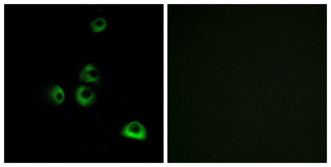 OR2M7 Antibody in Immunocytochemistry (ICC/IF)