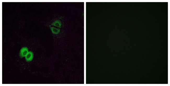 OR2T1 Antibody in Immunocytochemistry (ICC/IF)
