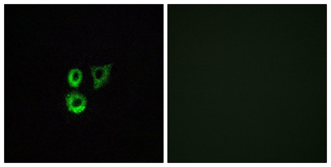 OR2T3/OR2T34 Antibody in Immunocytochemistry (ICC/IF)