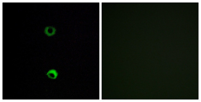 OR3A2 Antibody in Immunocytochemistry (ICC/IF)