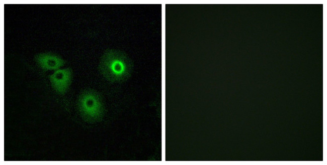OR4A15 Antibody in Immunocytochemistry (ICC/IF)