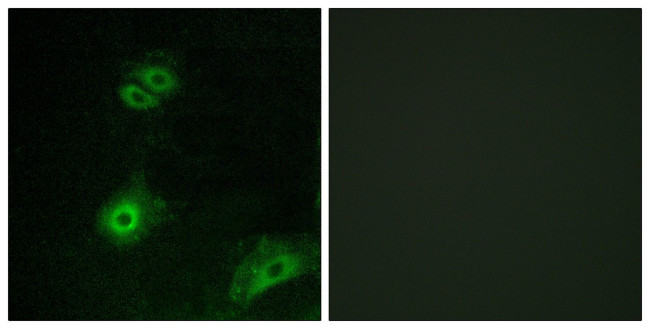 OR4A16 Antibody in Immunocytochemistry (ICC/IF)