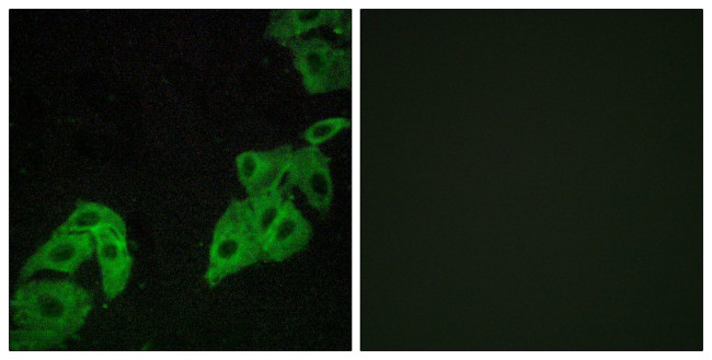 OR4C3 Antibody in Immunocytochemistry (ICC/IF)