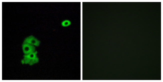 OR4C6 Antibody in Immunocytochemistry (ICC/IF)