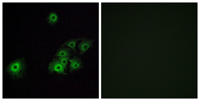 OR4C15 Antibody in Immunocytochemistry (ICC/IF)