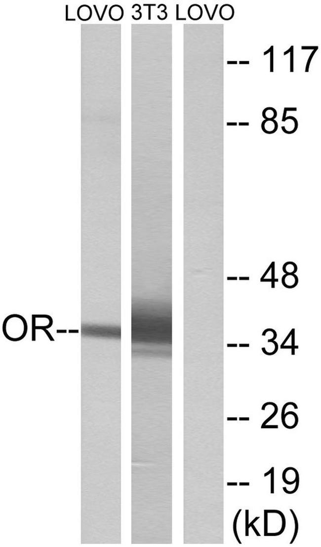 OR4D6 Antibody in Western Blot (WB)