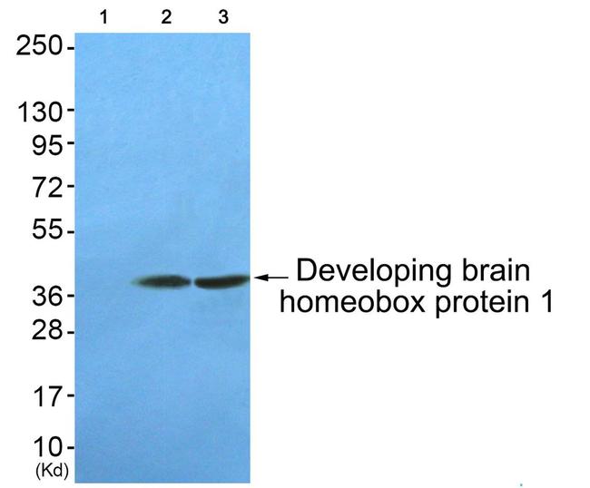 DBX1 Antibody in Western Blot (WB)