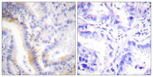 Urocortin Antibody in Immunohistochemistry (Paraffin) (IHC (P))