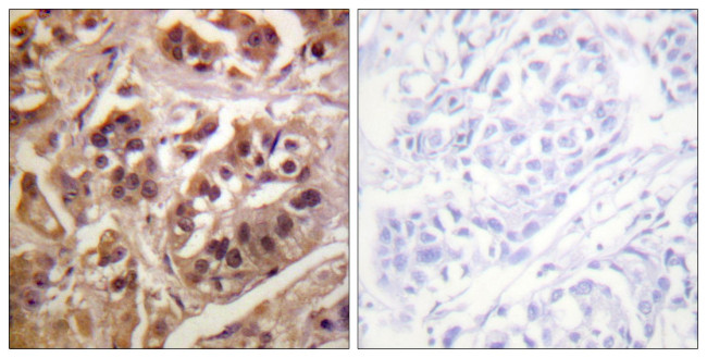 GRF-1 Antibody in Immunohistochemistry (Paraffin) (IHC (P))