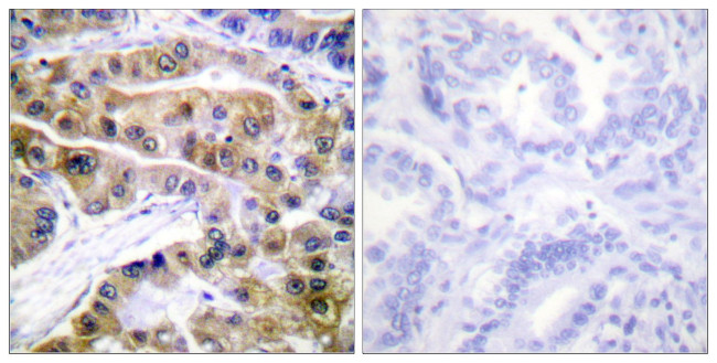 Phospho-ATP1A1 (Ser16) Antibody in Immunohistochemistry (Paraffin) (IHC (P))