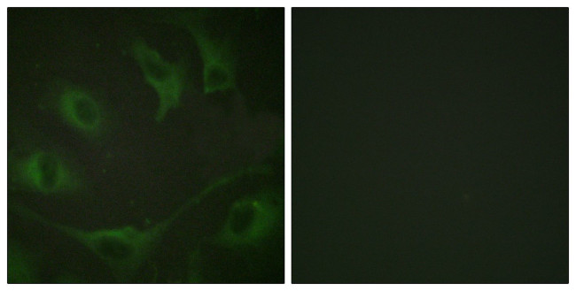 Phospho-c-Cbl (Tyr774) Antibody in Immunocytochemistry (ICC/IF)