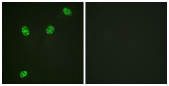 Phospho-ERF (Thr526) Antibody in Immunocytochemistry (ICC/IF)