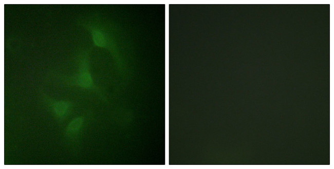JNK1/JNK2/JNK3 Antibody in Immunocytochemistry (ICC/IF)