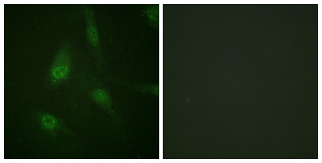 Phospho-NFATC3 (Ser165) Antibody in Immunocytochemistry (ICC/IF)