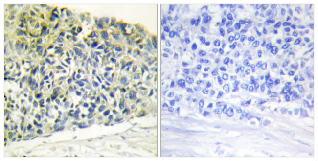 Phospho-PEA15 (Ser116) Antibody in Immunohistochemistry (Paraffin) (IHC (P))