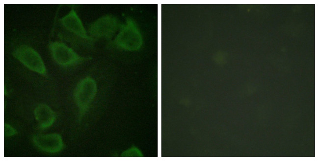 Phospho-CD31 (Tyr713) Antibody in Immunocytochemistry (ICC/IF)