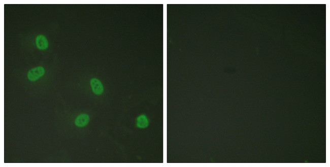 Phospho-TRAP220 (Thr1457) Antibody in Immunocytochemistry (ICC/IF)