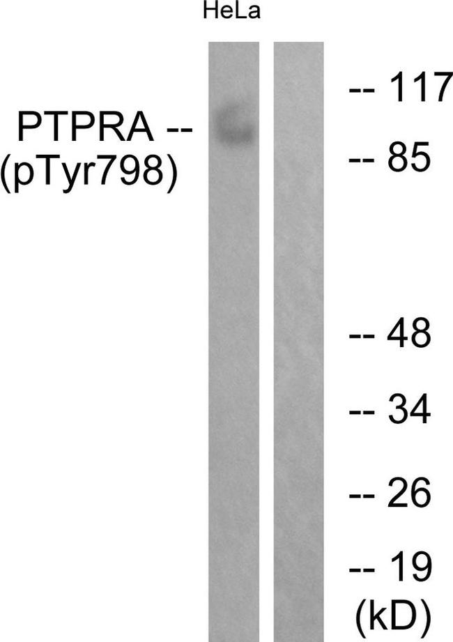 Phospho-PTPRA (Tyr798) Antibody in Western Blot (WB)
