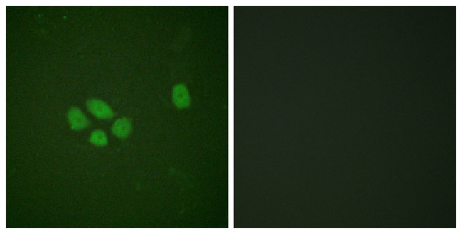 Phospho-SOX9 (Ser181) Antibody in Immunocytochemistry (ICC/IF)