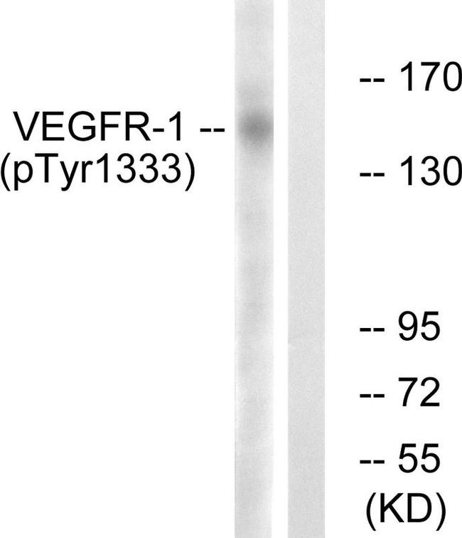Phospho-VEGF Receptor 1 (Tyr1333) Antibody in Western Blot (WB)