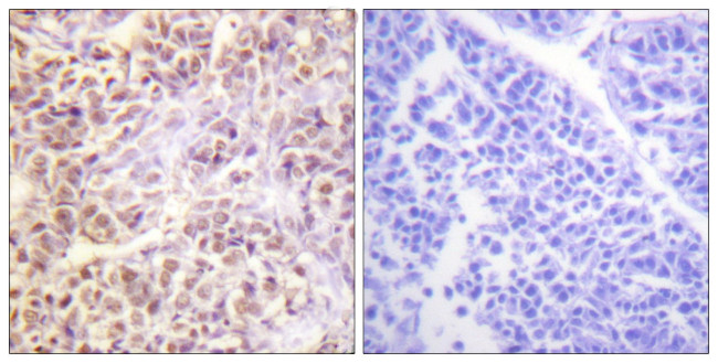 Phospho-MST1/MST2 (Thr183) Antibody in Immunohistochemistry (Paraffin) (IHC (P))