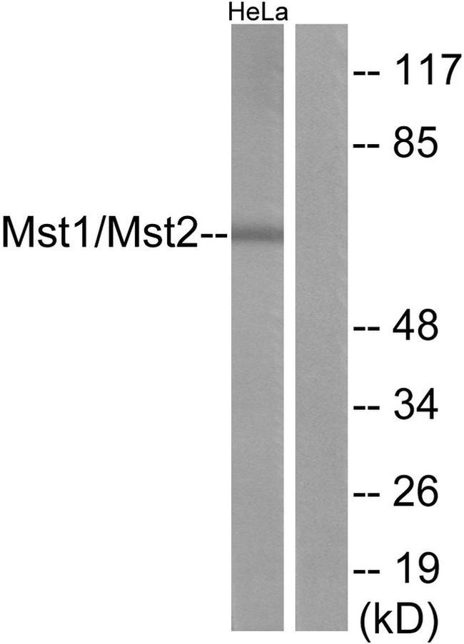 MST1/MST2 Antibody in Western Blot (WB)
