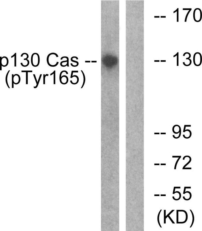 Phospho-p130Cas (Tyr165) Antibody in Western Blot (WB)
