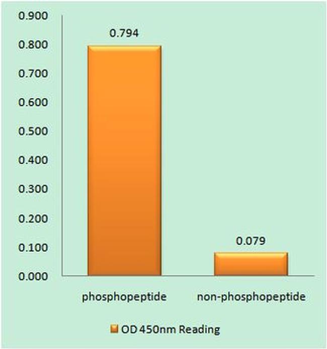 Phospho-TEK (Tyr1102) Antibody