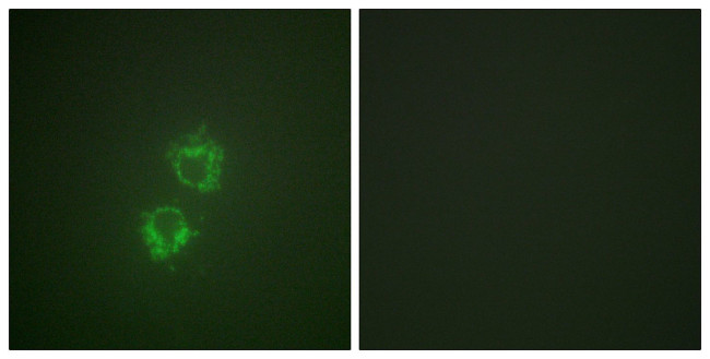 Phospho-14-3-3 theta (Ser232) Antibody in Immunocytochemistry (ICC/IF)