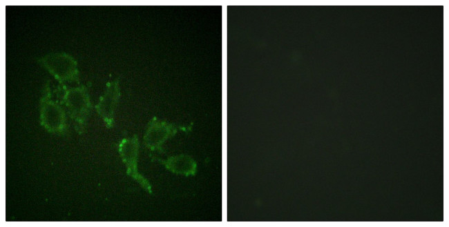 Phospho-A-Raf (Tyr302) Antibody in Immunocytochemistry (ICC/IF)