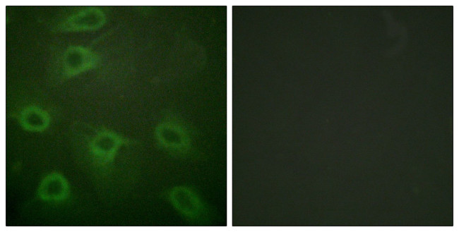 Phospho-BAD (Ser134) Antibody in Immunocytochemistry (ICC/IF)
