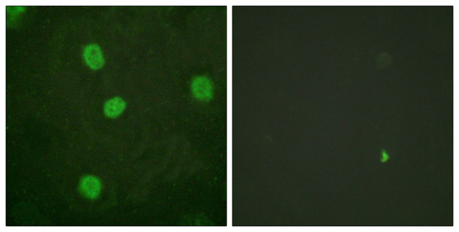 Phospho-B-Myb (Ser577, Ser581) Antibody in Immunocytochemistry (ICC/IF)