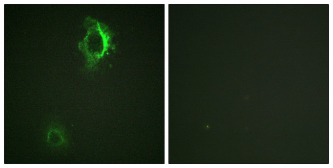 Phospho-CD5 (Tyr453) Antibody in Immunocytochemistry (ICC/IF)
