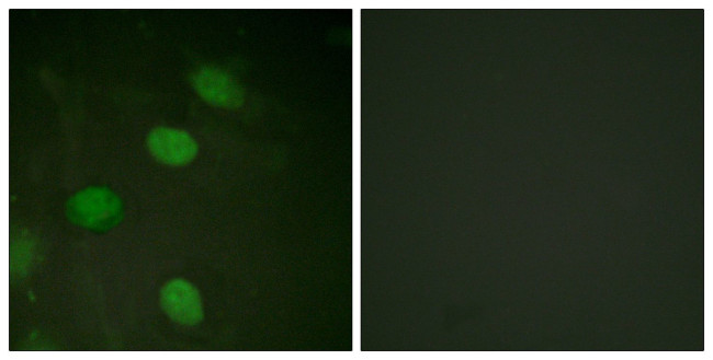 Phospho-c-Jun (Thr231) Antibody in Immunocytochemistry (ICC/IF)