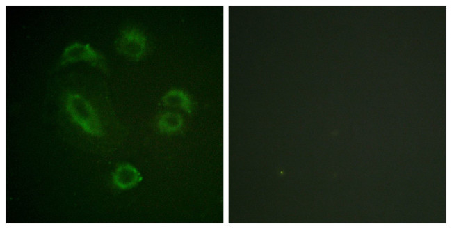 Phospho-DAPP1 (Tyr139) Antibody in Immunocytochemistry (ICC/IF)