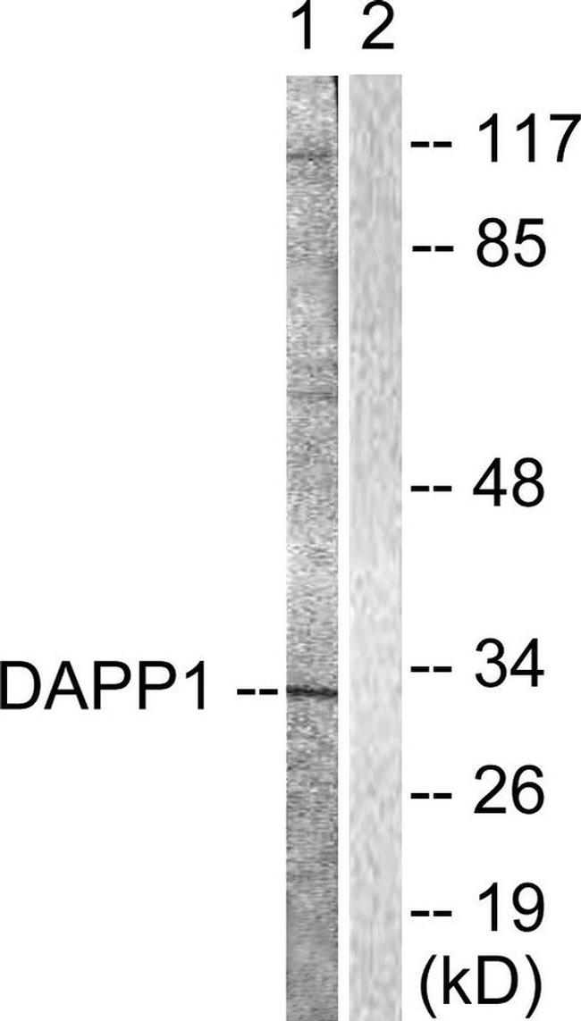 DAPP1 Antibody in Western Blot (WB)