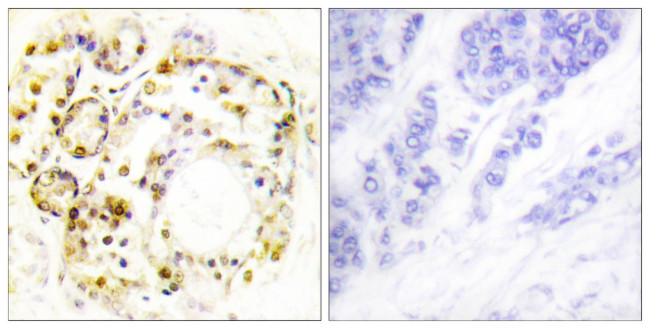 Phospho-ERK3 (Ser189) Antibody in Immunohistochemistry (Paraffin) (IHC (P))
