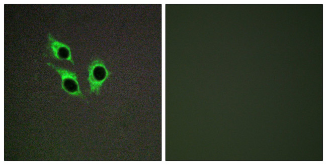 ANO9 Antibody in Immunocytochemistry (ICC/IF)