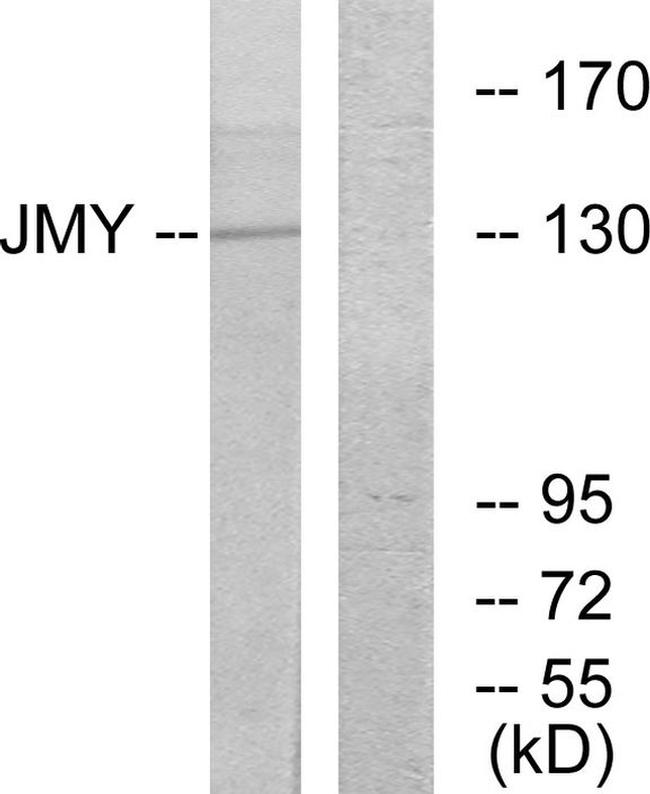 JMY Antibody in Western Blot (WB)