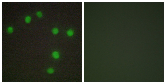 Nkx6.3 Antibody in Immunocytochemistry (ICC/IF)