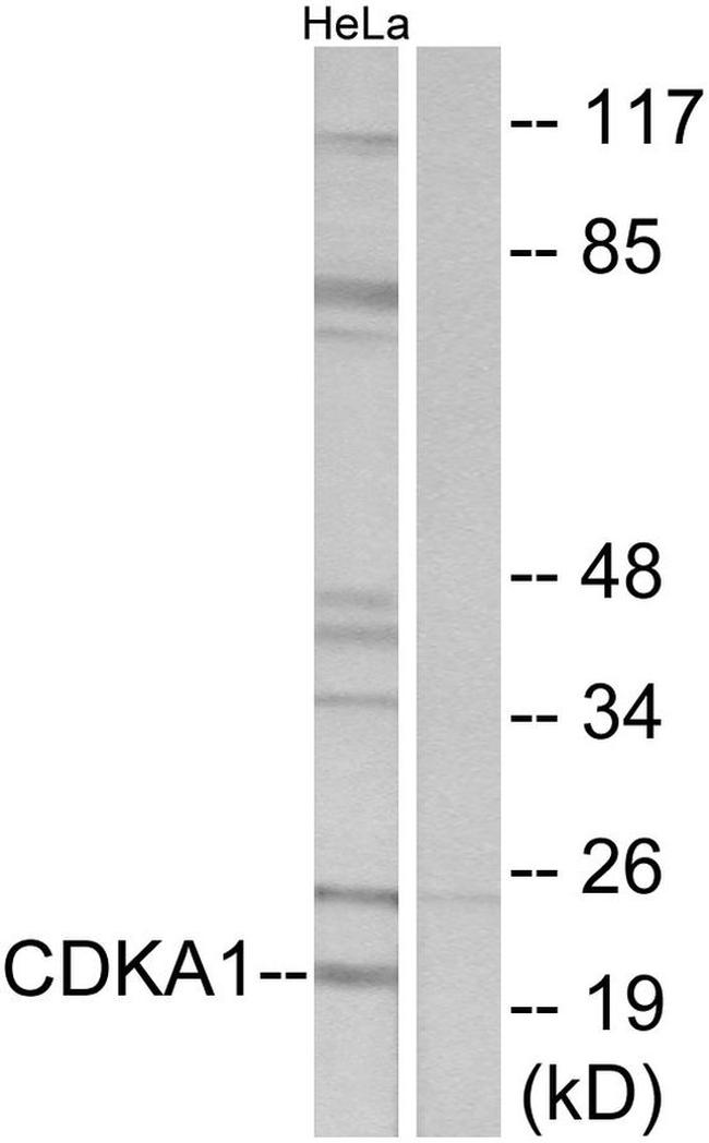 CDK2AP1 Antibody in Western Blot (WB)