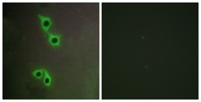 MAST4 Antibody in Immunocytochemistry (ICC/IF)