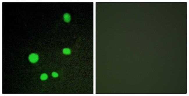 MED14 Antibody in Immunocytochemistry (ICC/IF)