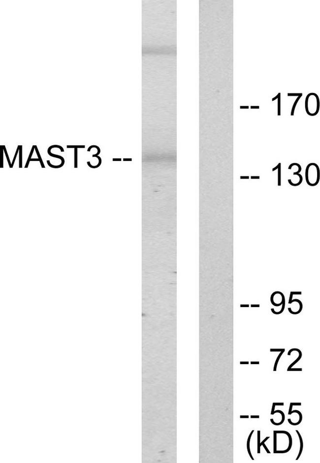 MAST3 Antibody in Western Blot (WB)
