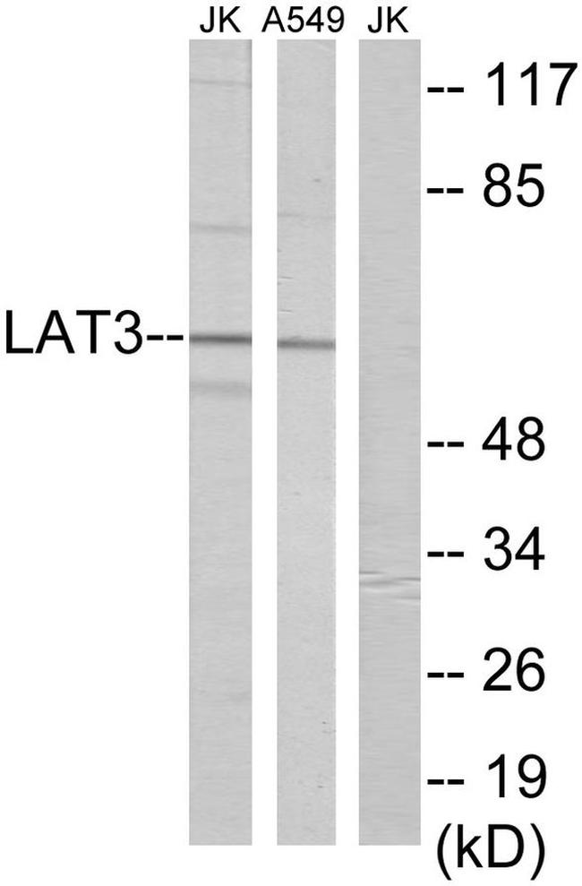 SLC43A1 Antibody in Western Blot (WB)