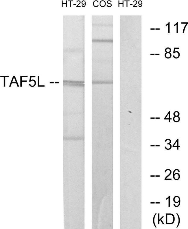 TAF5L Antibody in Western Blot (WB)