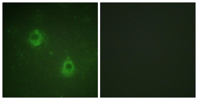 Phospho-APC1 (Ser688) Antibody in Immunocytochemistry (ICC/IF)