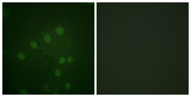 Phospho-Aurora B (Thr232) Antibody in Immunocytochemistry (ICC/IF)